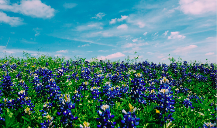 Displaced Texas Chronicles: Identity Crisis